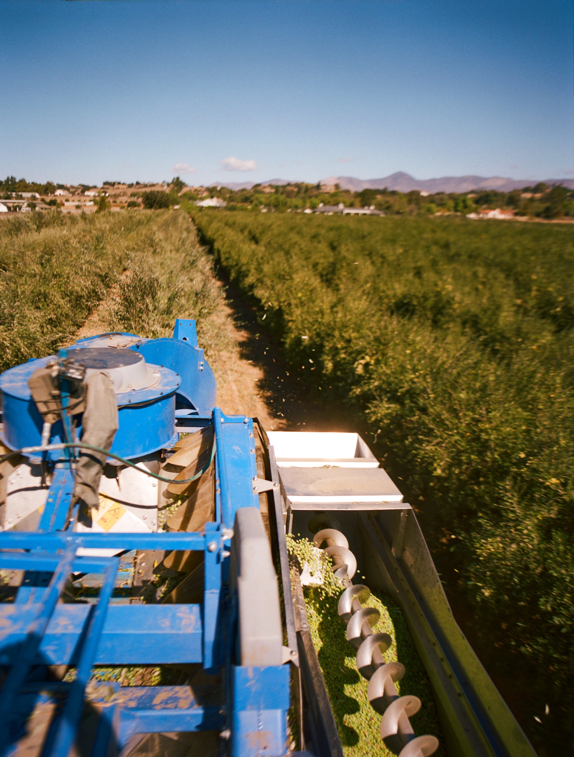 Organic Single Estate Blend - 2023 Harvest