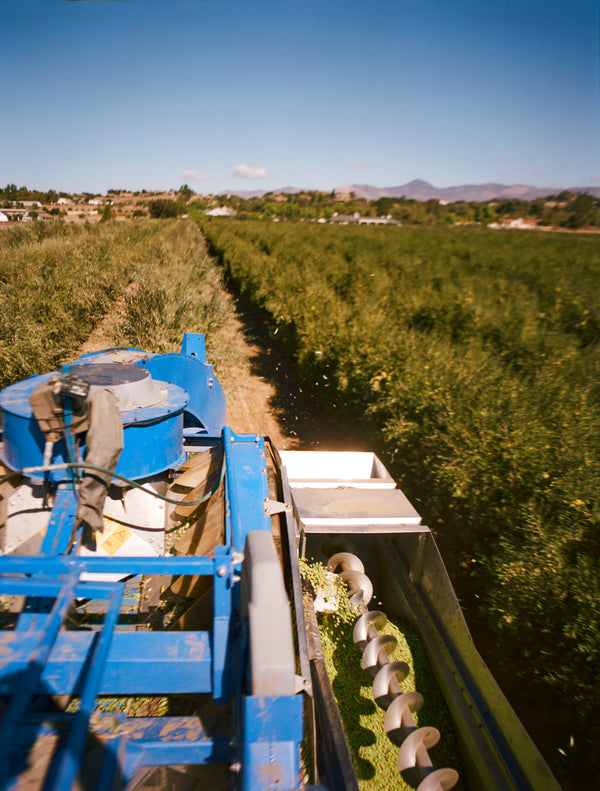 Organic Single Estate Blend - 2023 Harvest