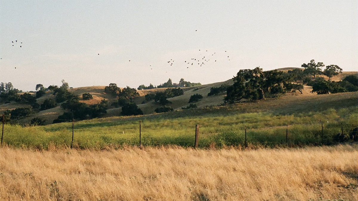 Farmland in Santa Ynez, California