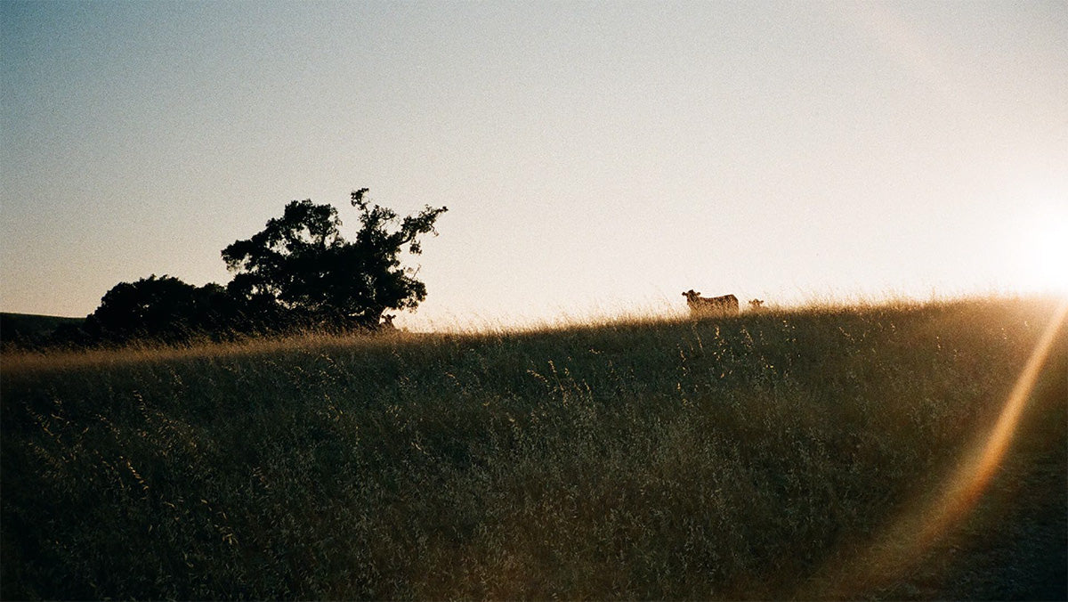 The farmland in Santa Ynez, California