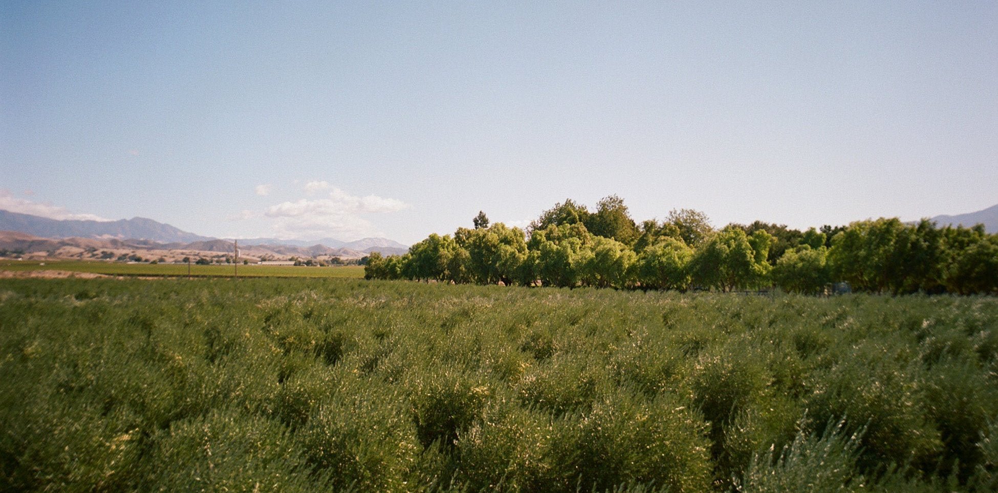 The farmland in Santa Ynez