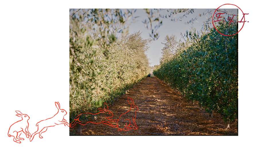 Olive grove with an illustration of hares jumping