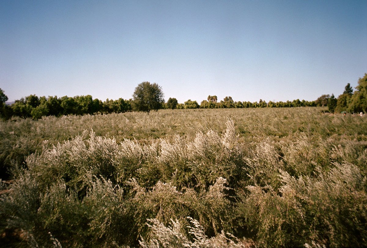 The olive grove in Santa Ynez, California