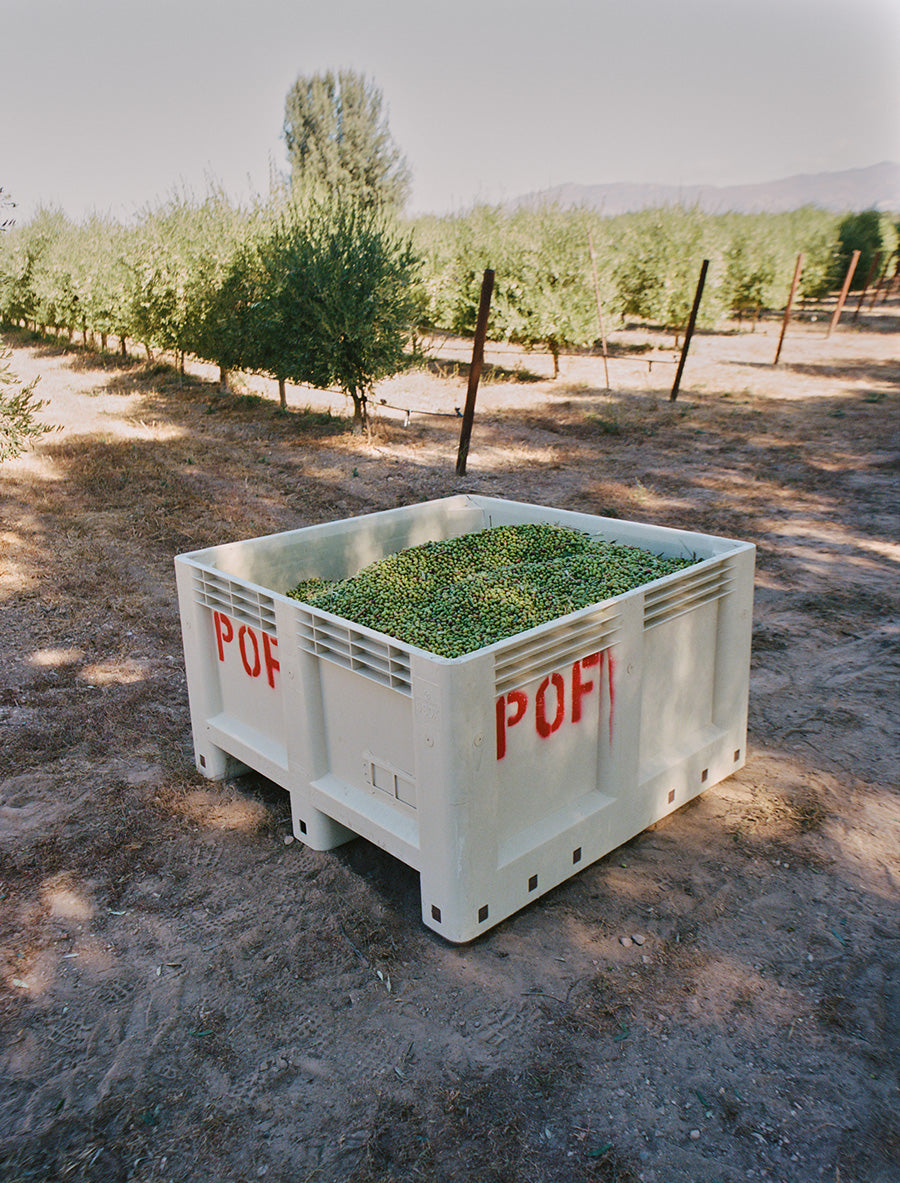 Olive harvested in a large container