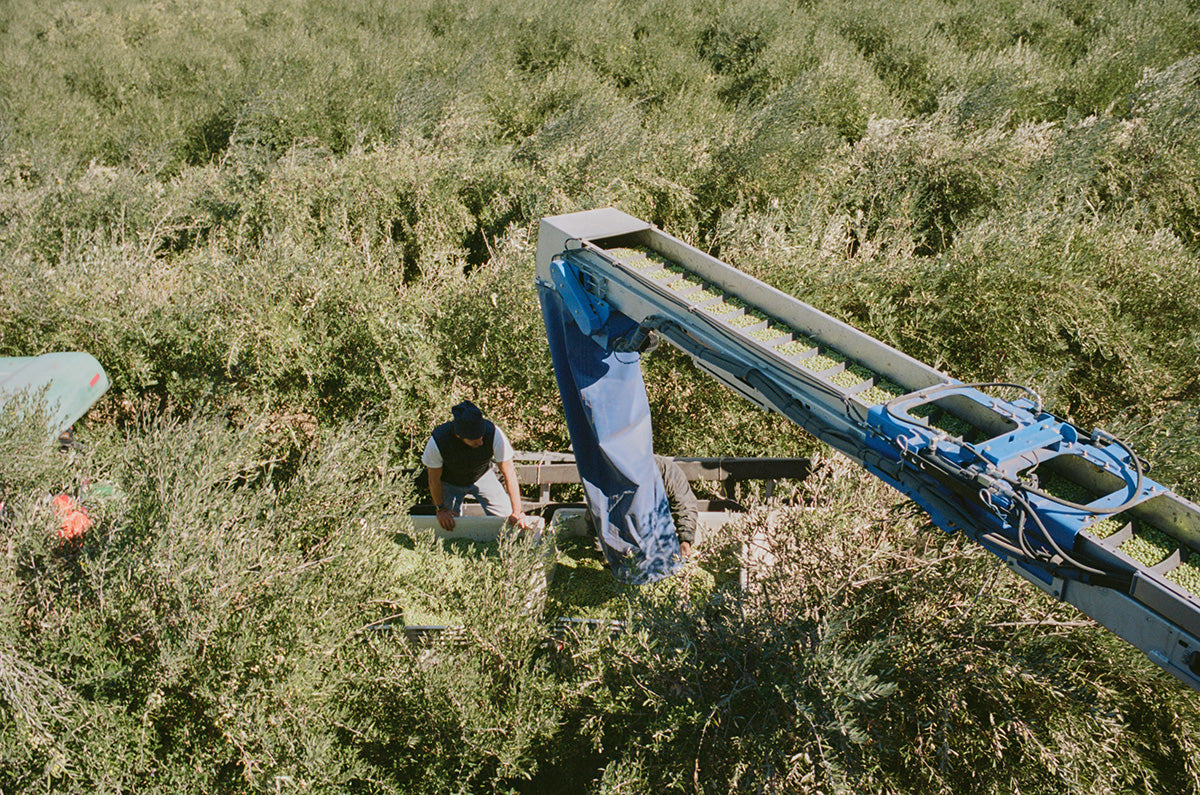 Gus working in the olive grove