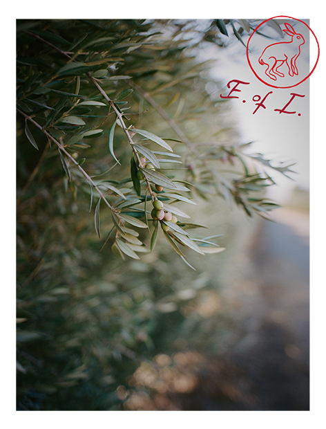 Close-up of an olive tree branch