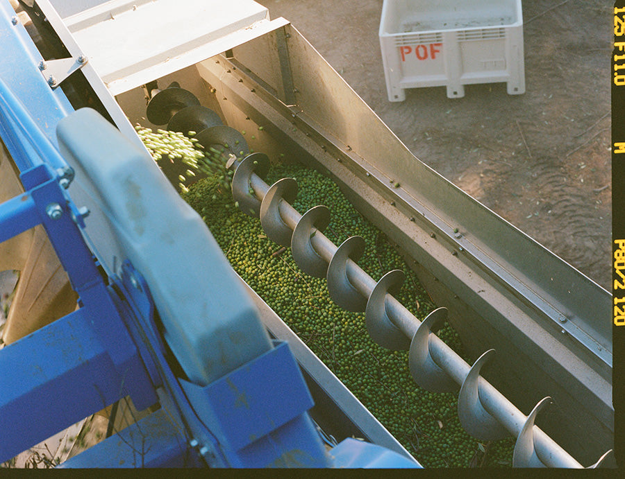 Olive harvesting process